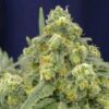 White Widow fem Silent Seeds