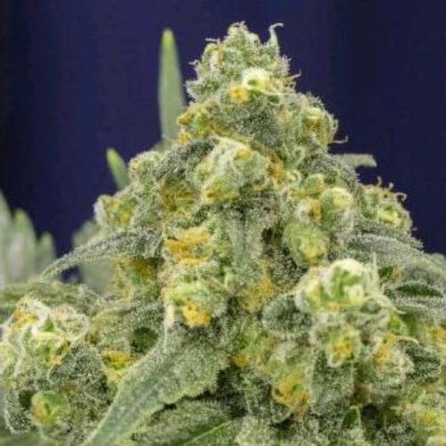 White Widow fem Silent Seeds