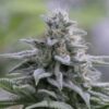 Zkittlez 2.0 fem Silent Seeds
