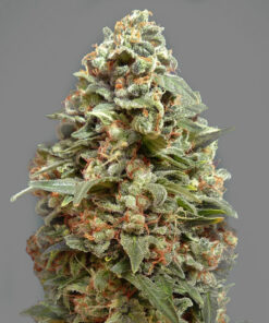 Afghan Skunk - fem (Monkey Seeds)