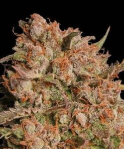 Apollo Black Cherry - auto (stck)