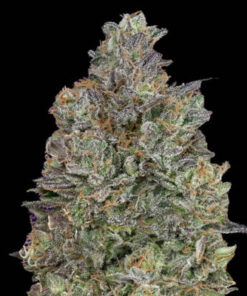 Black Domina - auto (Monkey Seeds)