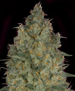 Bubble Gum - auto (Monkey Seeds)