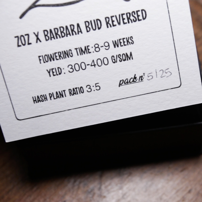 Semi Z Hash : ZOZ x Barbara Bud