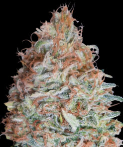 Cookies - auto (Monkey Seeds)