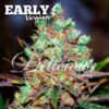 Cotton Candy Kush early version Delicious Seeds