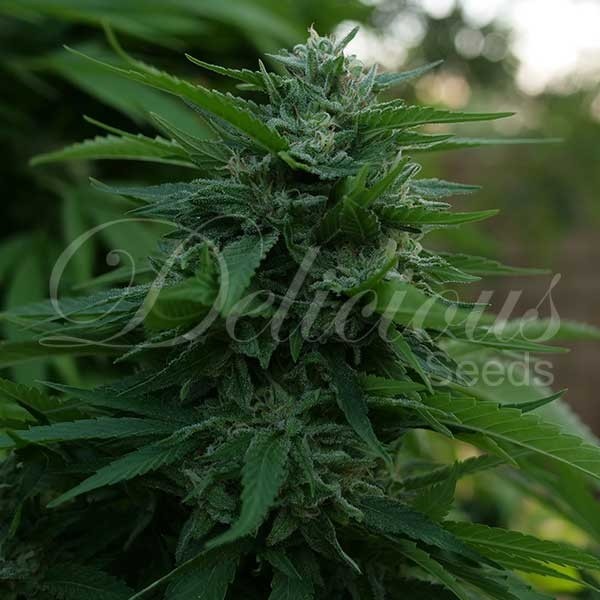 Lord Kush fem Delisious Seeds