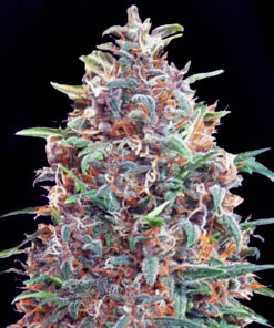 Blue Dreams - auto (Monkey Seeds)