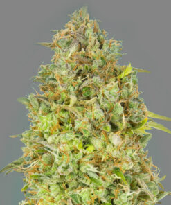 Skunk OG - fem (Monkey Seeds)
