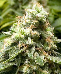 White Widow - fem (Monkey Seeds)