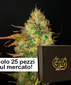Z Hash ZoZ x Barbara Bud Limited Edition