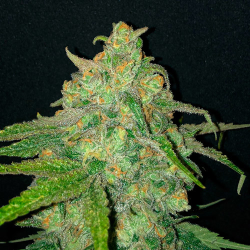 Z Hash ZOZ x Barbara Bud Reversed