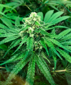 Z Hash ZOZ x Barbara Bud Reversed