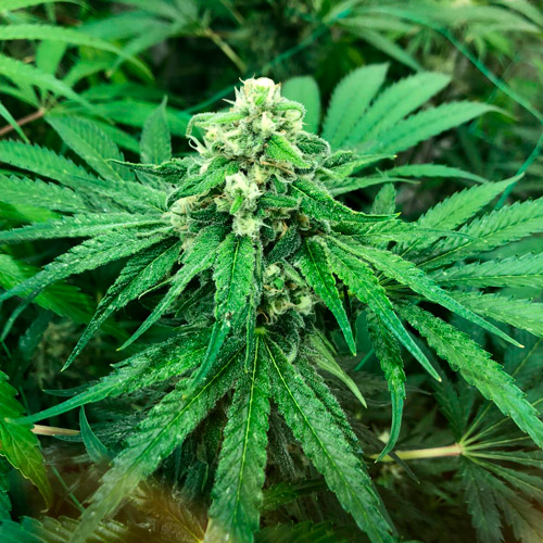 Z Hash ZOZ x Barbara Bud Reversed