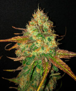 Z Hash x Barbara Bud