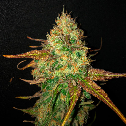 Z Hash x Barbara Bud