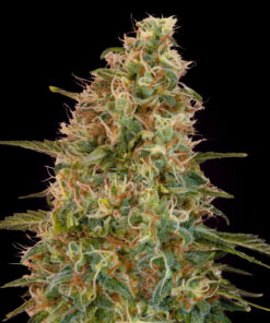 Somango - auto (Monkey Seeds)