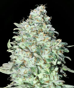Og Kush - auto (Monkey Seeds)
