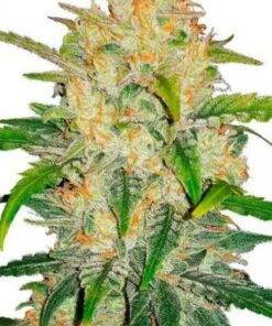 Amnesia Zkittlez auto Fast Buds