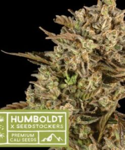 Apollo Black Cherry fem Humboldt x Seedstockers