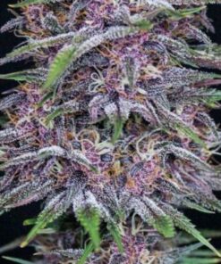 Banana Purple Punch auto Fast Buds