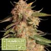 Blu Moby auto Humboldt x Seedstockers