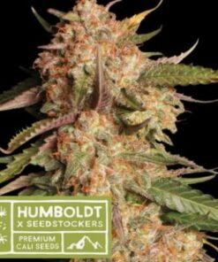 Blu Moby auto Humboldt x Seedstockers