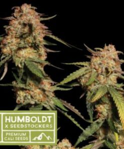 Blue Moby fem Humboldt x Seedstockers
