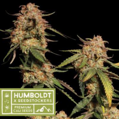 Blue Moby fem Humboldt x Seedstockers