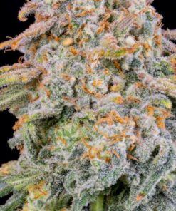 Cherry Cola auto Fast Buds