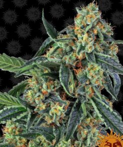 Cookie Kush fem Barney's Farm