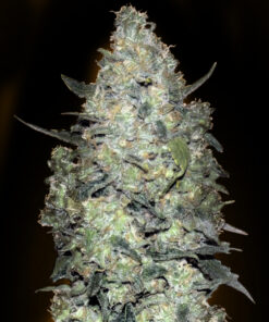 Critical XXL - auto (mnk)