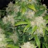 Gorilla Zkittelz auto Fast Buds