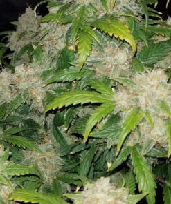 Gorilla Zkittelz auto Fast Buds