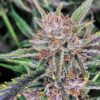Gorilla Punch auto Fast Buds