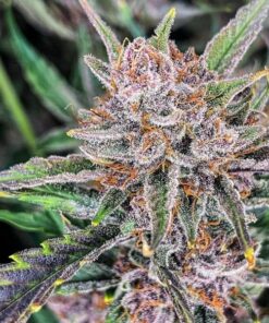 Gorilla Punch auto Fast Buds