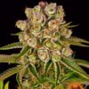 Kush Mintz fem Barney's Farm