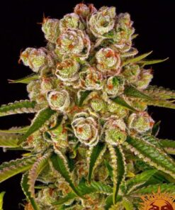 Kush Mintz fem Barney's Farm