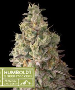 Mack & Crack auto Humboldt x Seedstockers