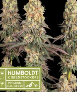 Mack & Crack fem Humboldt x Seedstockers