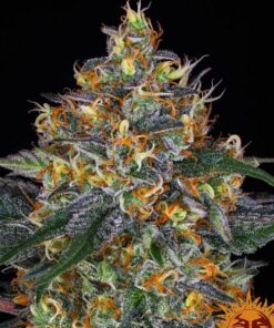 Moby Dick auto Barney's Farm