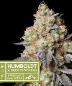 Panty Punch auto Humboldt x SeedStockers