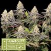 Punty Punch fem Humboldt x SeedStockers