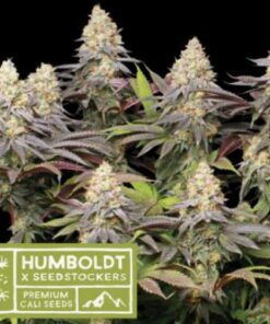 Punty Punch fem Humboldt x SeedStockers
