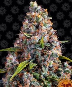 Strawberry Cheesecake auto Barney's Farm