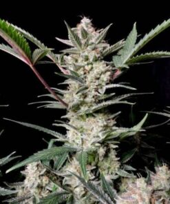 Strawberry Gorilla auto Fast Buds