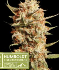 Thunder Banana auto Humboldt x Seedstockers