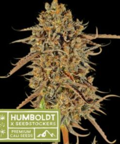 Thunder Banana fem Humboldt x Seedstockers
