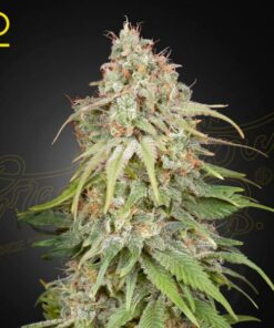 Amnesia fem Green House