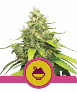 Blue Gelato fem Royal Queen Seeds